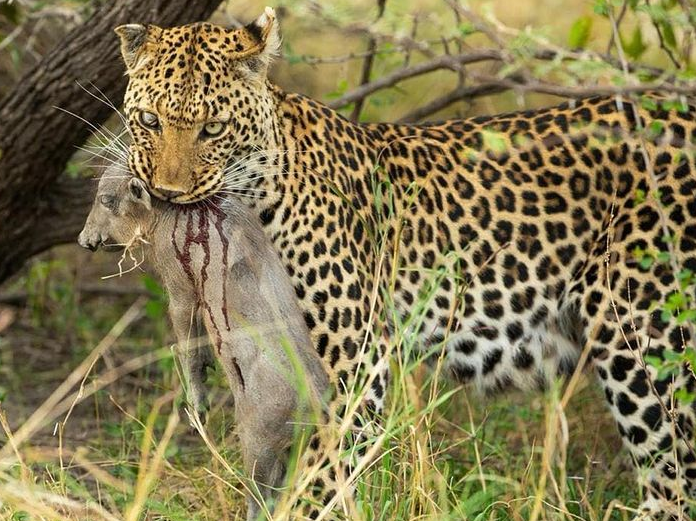 شکار موفقیت آمیز پلنگ + عکس