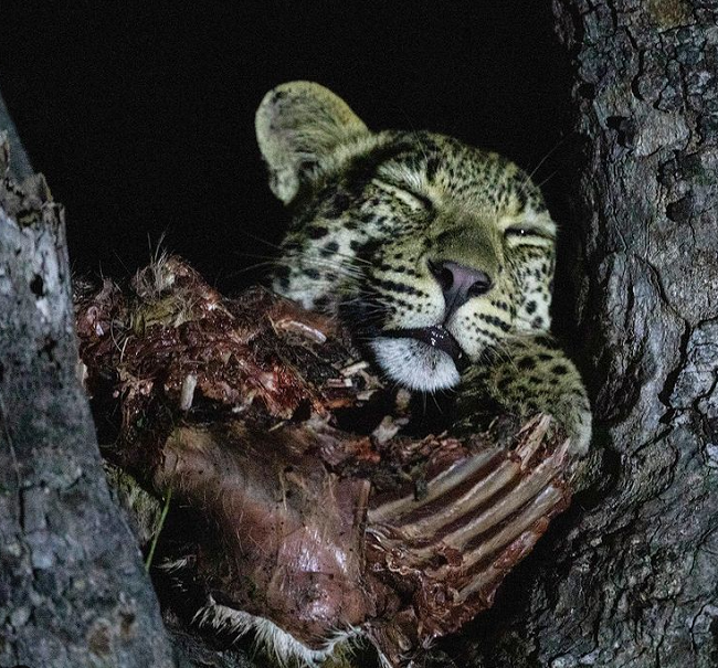 استراحت و خیال آسوده پلنگ روی تلی از گوشت + عکس