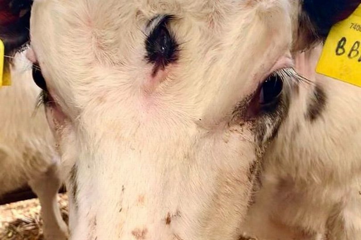به دنیا آمدن گوساله‌ای با سه چشم که تعجب دامپزشکان را برانگیخت + عکس 