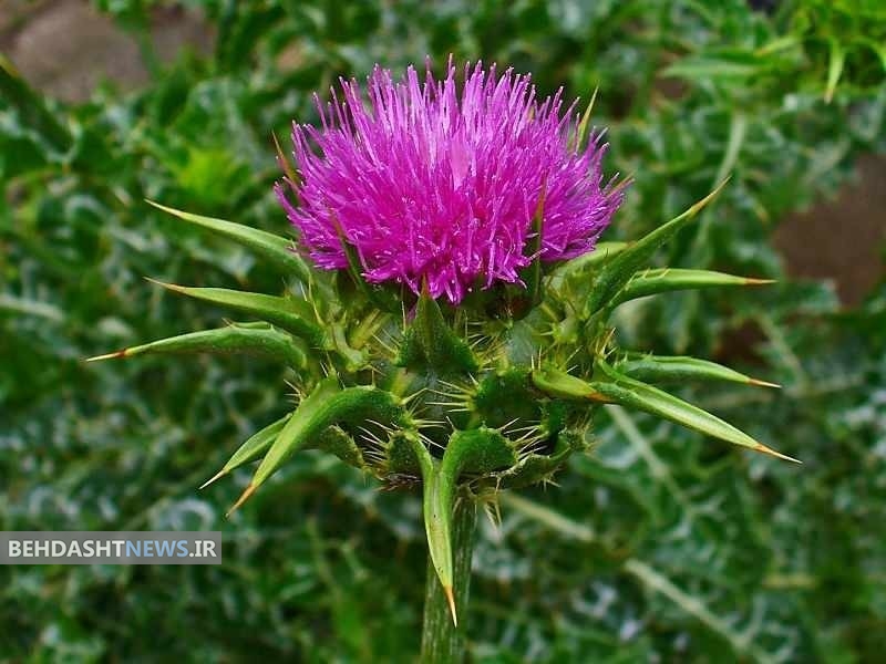 گیاهی که دشمن بیماری های کبدی است