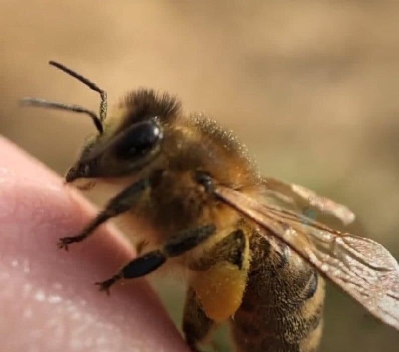 تصویری جالب از زنبور عسل با انگشتانش! + عکس