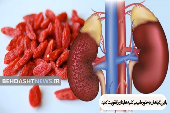  با این گیاهان به طور طبیعی کلیه‌هایتان را تقویت کنید 