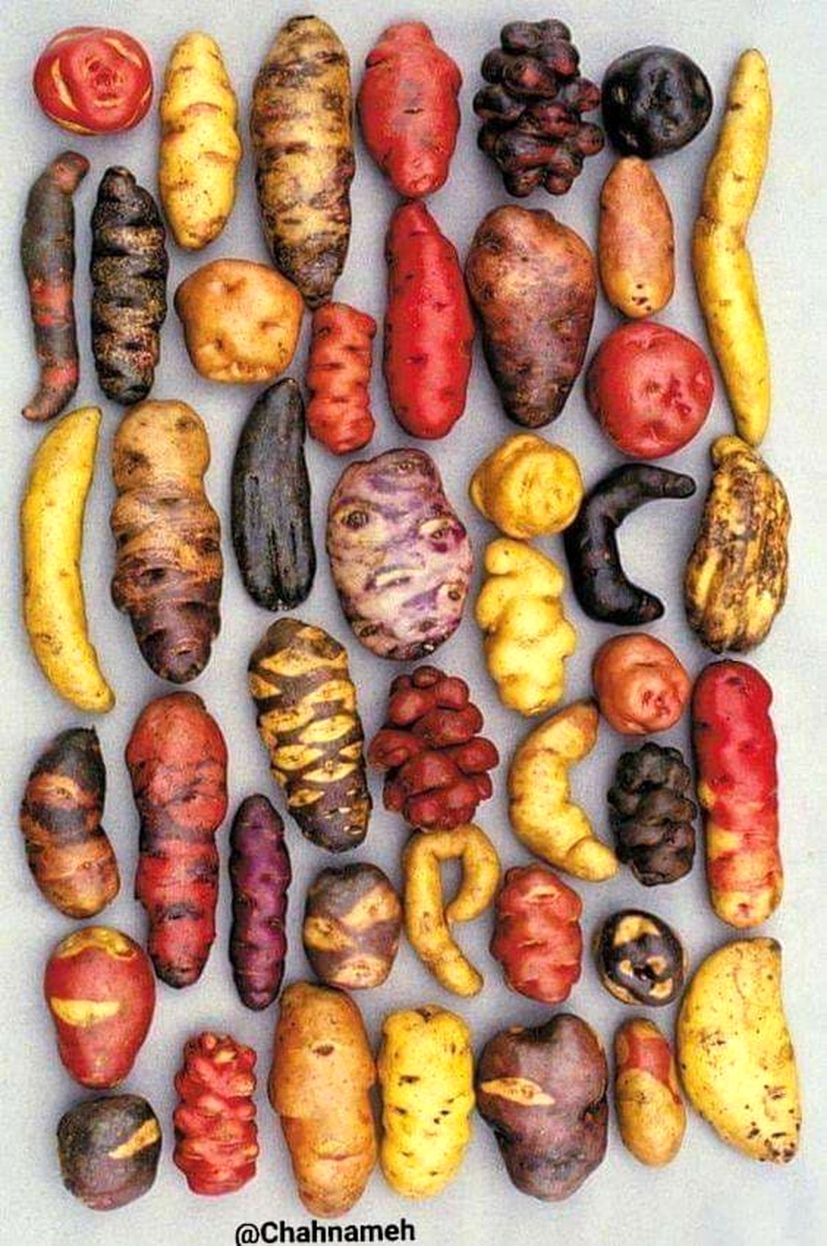 سیب زمینی‌ هایی که تابحال ندیده اید +عکس