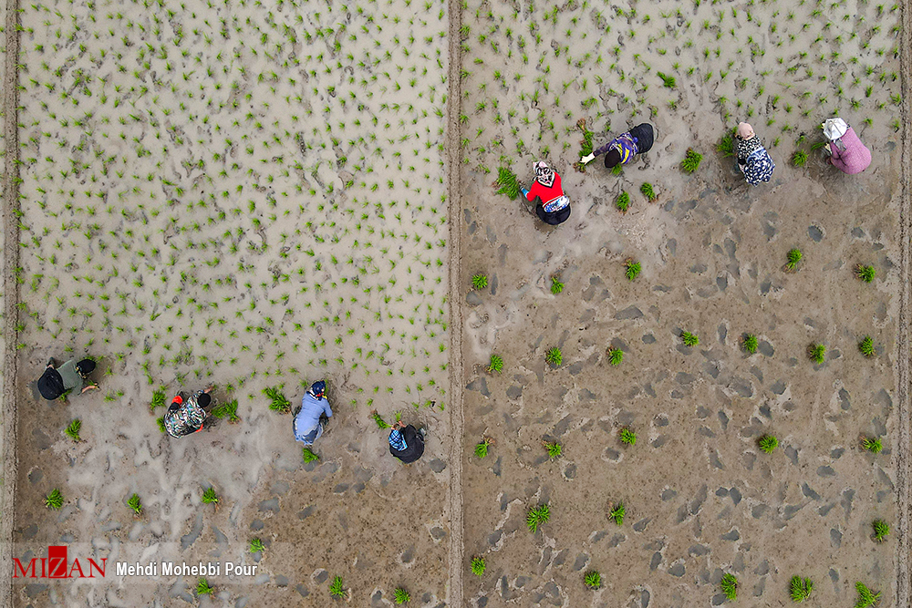نمایی زیبا از تلاش کشاورزان در شالیزارهای مازندران + عکس