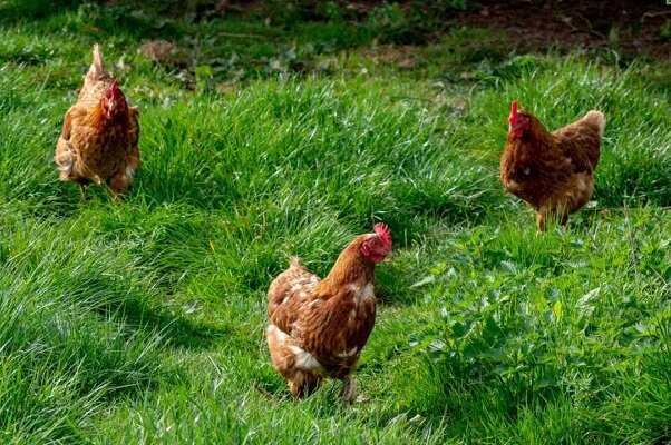 مرغ‌ها و اردک‌ها عامل پاندمی جدید در آمریکا خواهند بود
