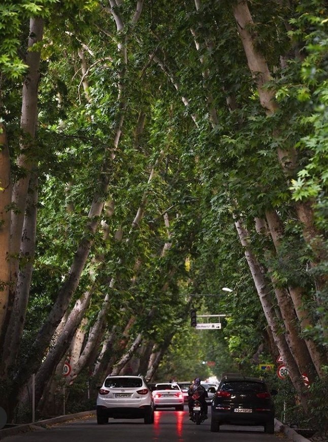 درختان درهم تنیده یکی از خیابان‌های اصفهان + عکس