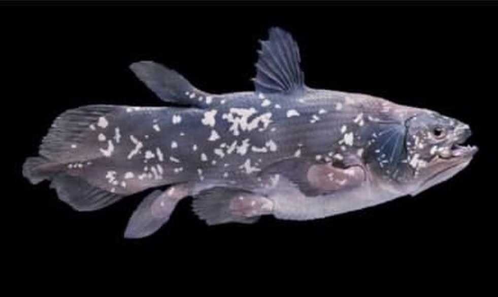 پیدا شدن ماهی ۴ پا در ماداگاسکار! + عکس