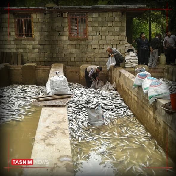 تلف‌‌شدن ۲ تن ماهی در پی قطعی برق در سنندج + عکس