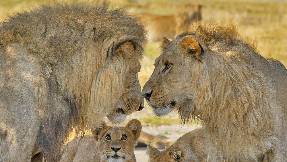 ‏دعوای خانوادگی شیرها در حیات وحش! + عکس