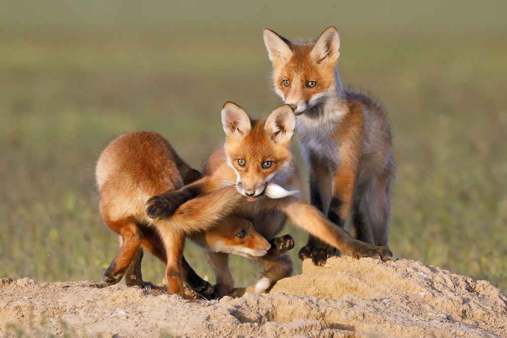 شیطنت و بازیگوشی دو بچه روباه! + عکس