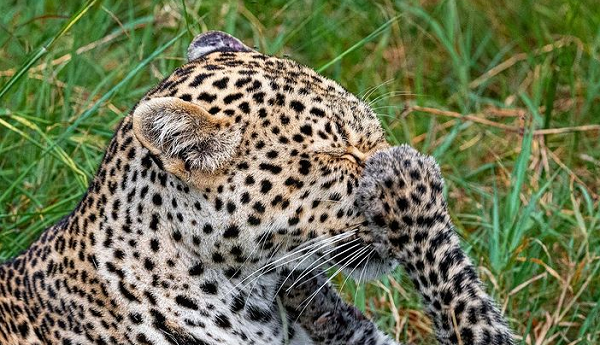 بازیگوشی خشن توله پلنگ! + عکس