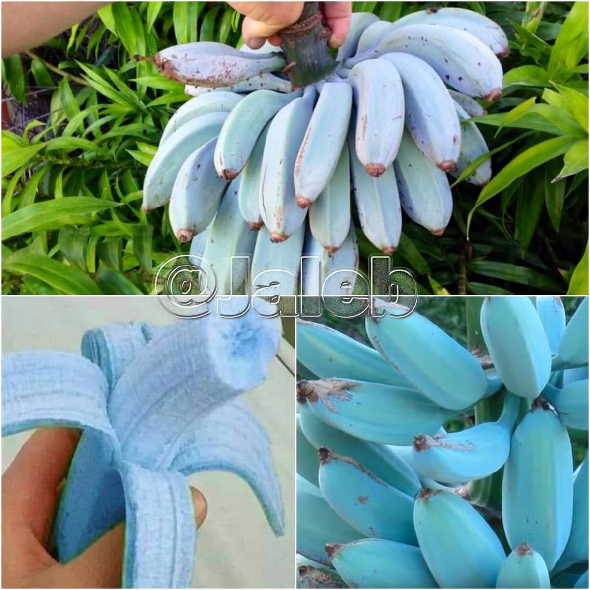 موز آبی رنگ که طعم بستنی وانیلی میده+عکس
