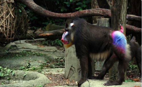  با عجیب‌ترین جانوران کره زمین آشنا شوید+ عکس