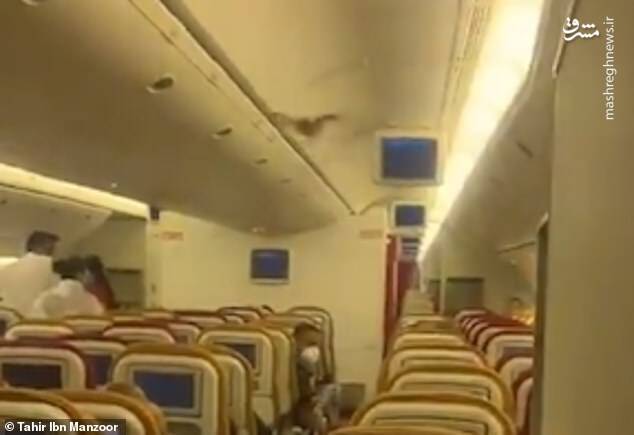 ورود خفاش به داخل یک هواپیما + عکس