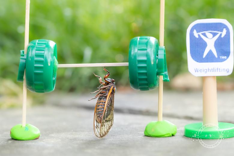 حشره «سیکادا» و انجام حرکات ورزشی! + عکس