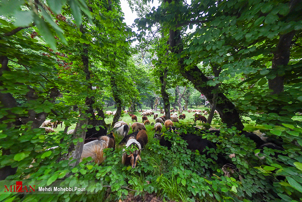 تصاویری متفاوت از بهشت گمشده در مازندران + عکس