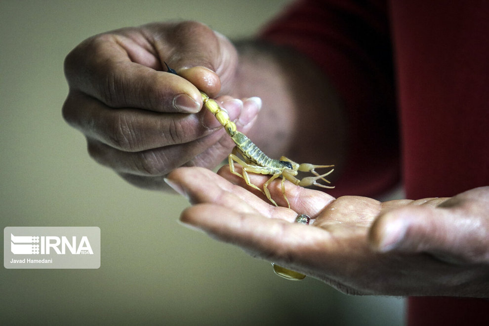 مزرعه پرورش عقرب  + عکس 