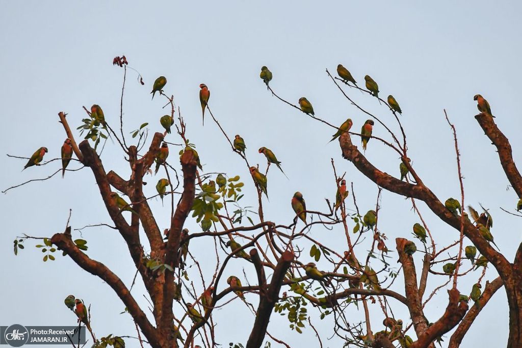 تعداد زیادی پاراکت سینه سرخ روی درختی در سنگاپور + عکس