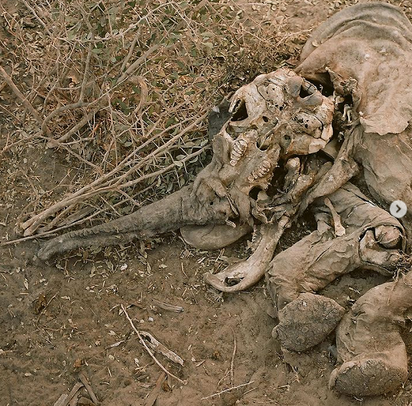 تصاویری جالب از تجزیه شدن لاشه فیل در طبیعت + عکس