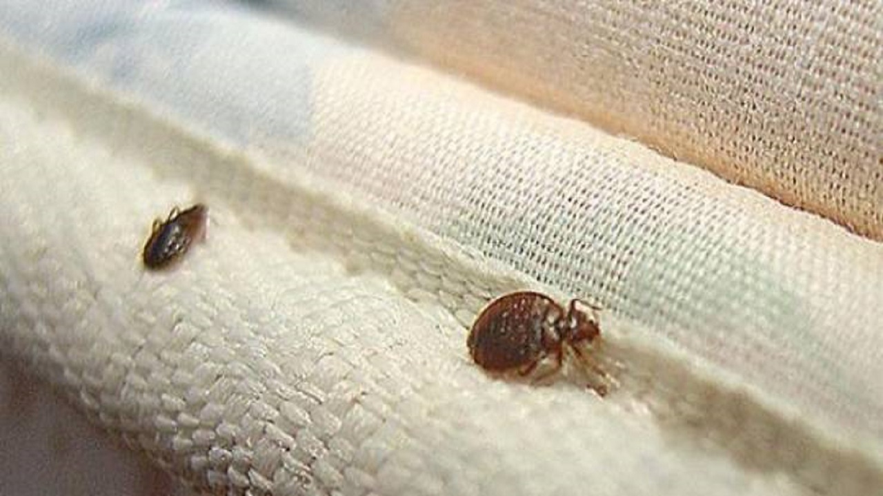 این چیزها خانه شما را به محل زندگی حشرات موذی تبدیل می کند