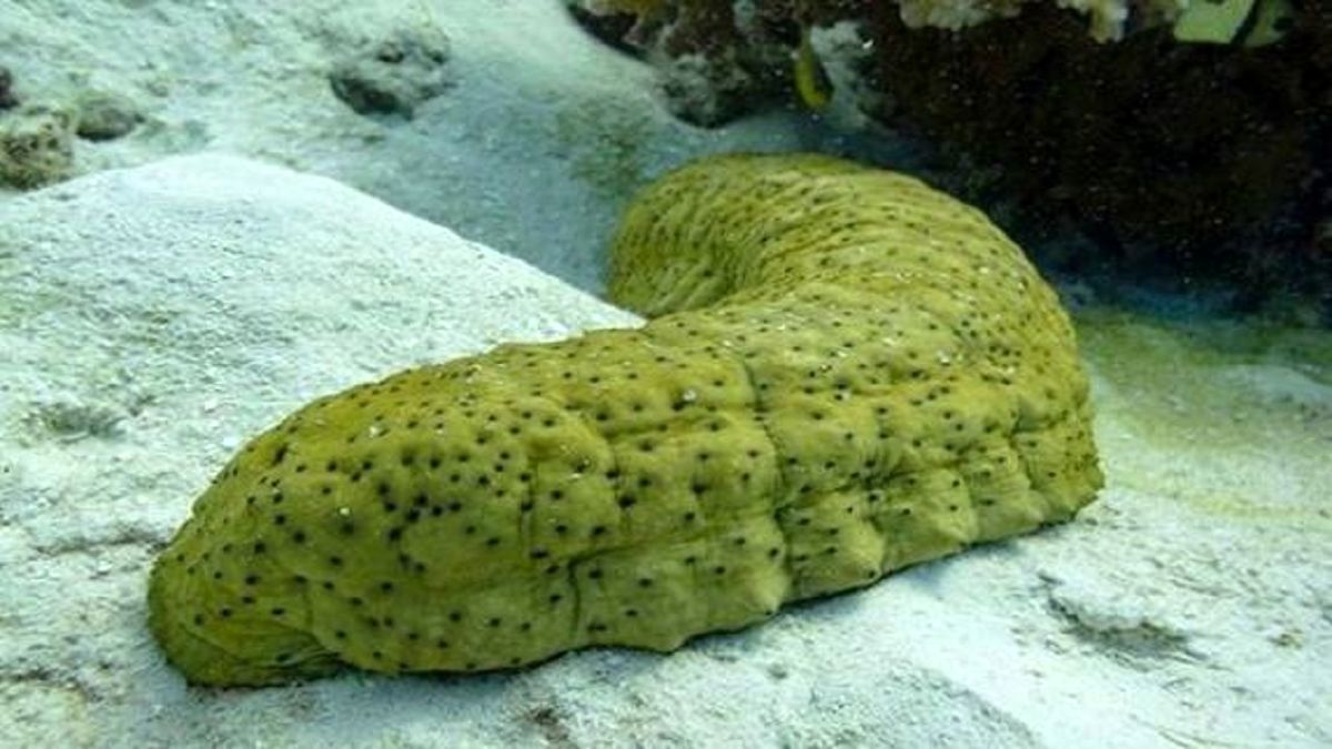 خیار دریایی، عجیب ترین موجود آبزی +عکس