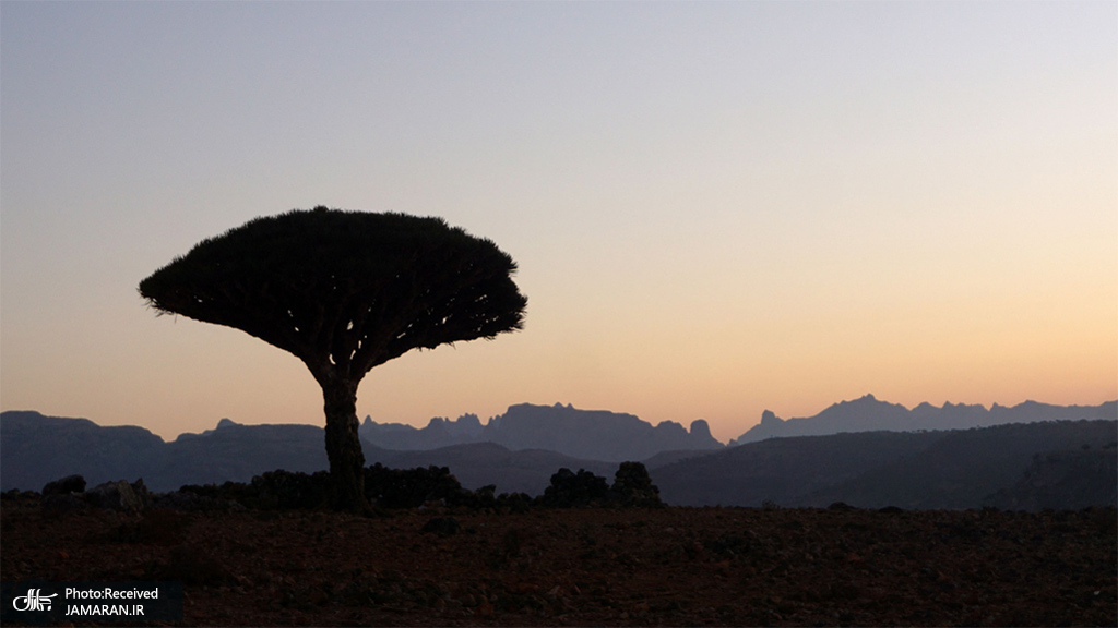 یک درخت اژدها در سحرگاه در جزیره سُقُطرای کشور یمن + عکس