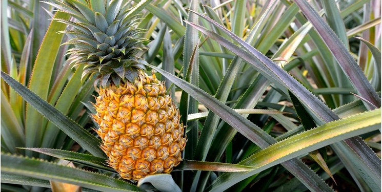 بااین غذاها با وزوز گوش مقابله کنید!