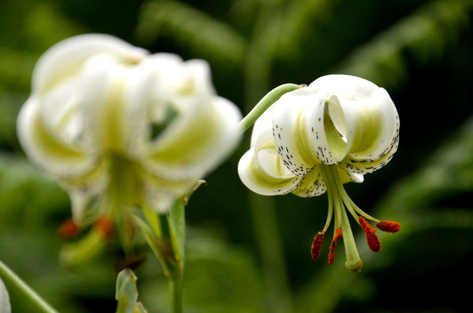 نادرترین و عجیب ترین گل جهان در داماش گیلان + عکس 