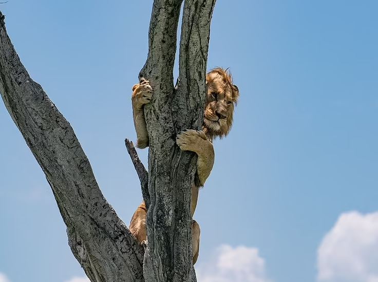تصاویری عجیب از شیرِ نرِ ترسو بر بالای درخت! + عکس