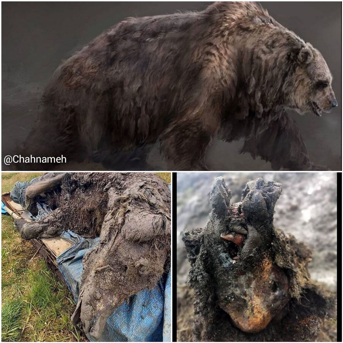 خرس‌‌ ماقبل تاریخ +عکس