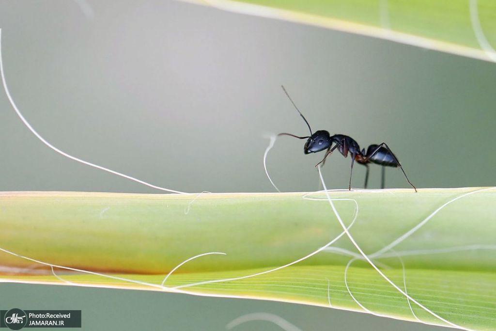 یک مورچه بر روی یک درخت خرما در دهلی نو + عکس