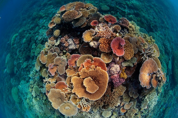 درخشش مرجان‌ها در سواحل استرالیا + عکس