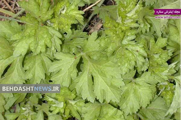آشنایی با خواص دارویی گیاه درمنه 