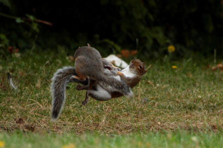 تصاویری بامزه از سنجاب‌های نینجا! + عکس