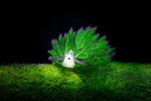  گوسفند دریایی زیباترین موجود در زیر آب + عکس 