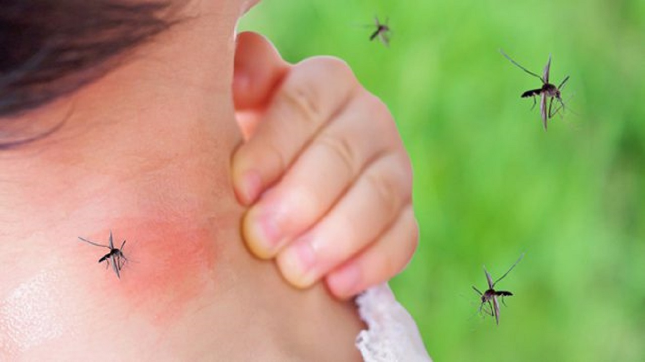 هشدار؛هیچوقت محل نیش پشه را نخارانید