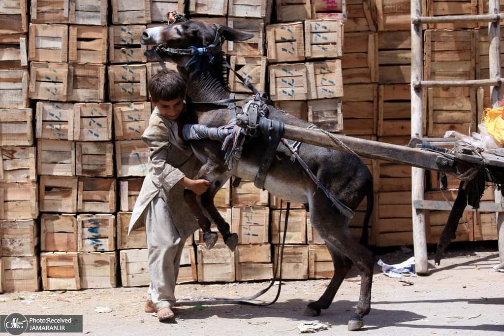 تلاش پسر پاکستانی برای کنترل کردن خرش! + عکس