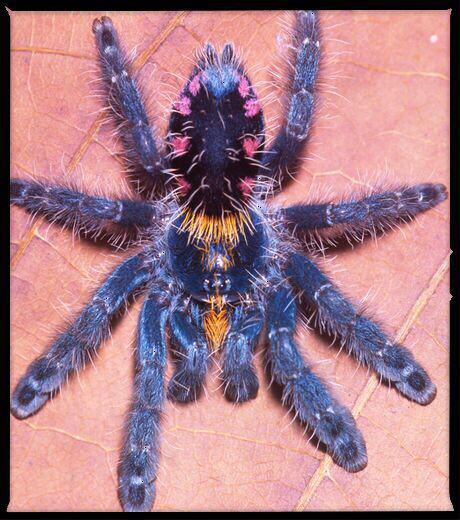  نهمین رتیل رنگی و نادر جهان در برزیل + عکس