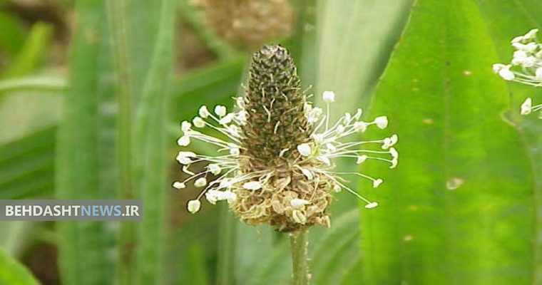گیاه بارهنگ و خواص آن