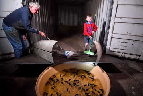 جمع کردن موش در یک انبار ذخیره گندم توسط کشاورز استرالیایی +‌ عکس