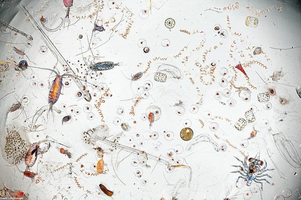 تصویر خیره‌کننده و عجیب یک قطره آب دریا زیر میکروسکوپ! + عکس