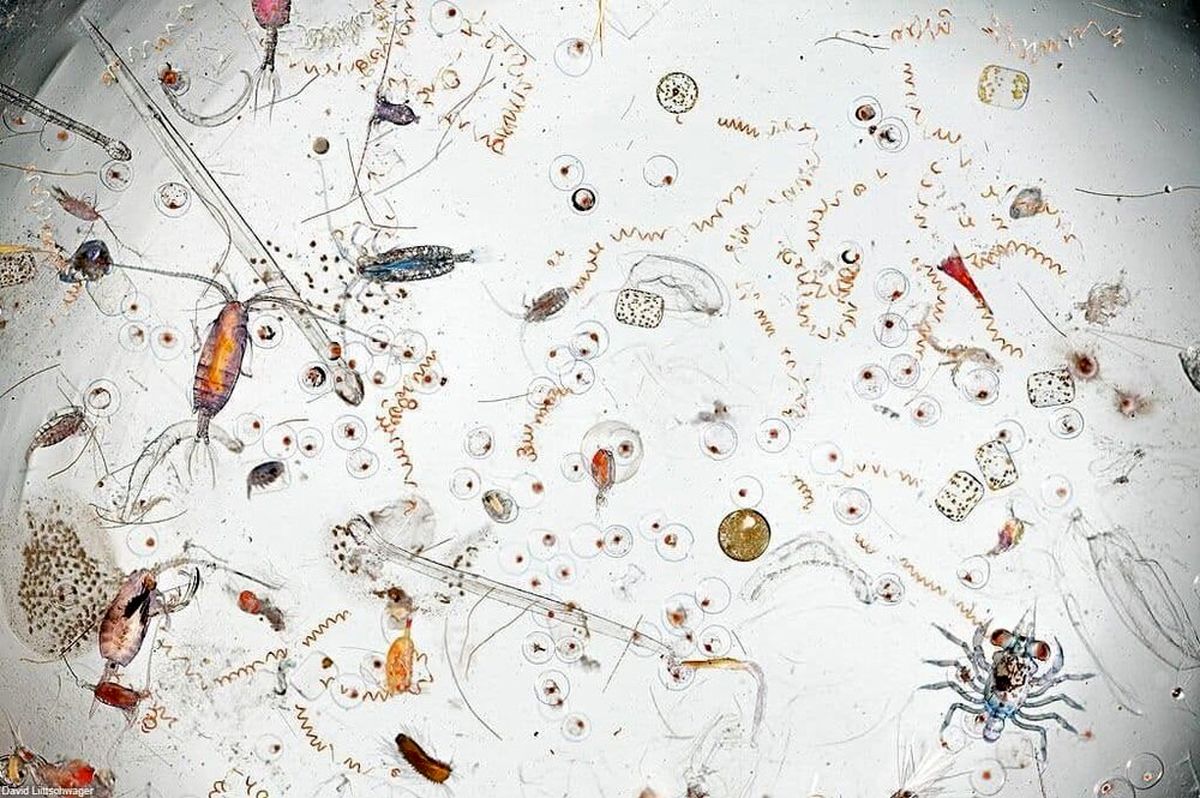 عکس عجیب از یک قطره آب دریا زیر میکروسکوپ + عکس