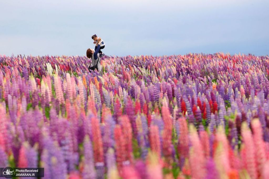 تصویری دیدنی از شکوفه های گل ترمس در ژاپن + عکس