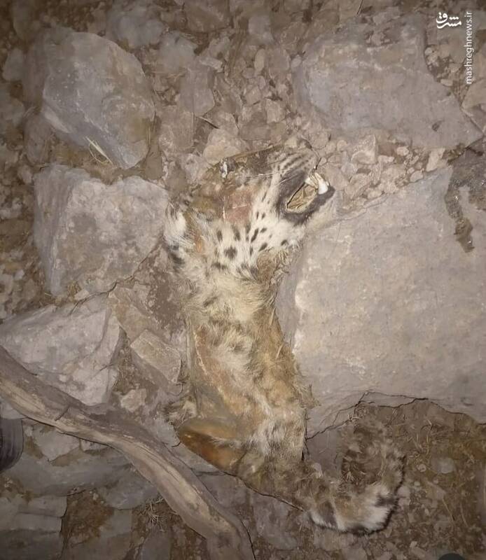 مرگ پلنگ ایران در آتش‌سوزی کوه حاتم  + عکس