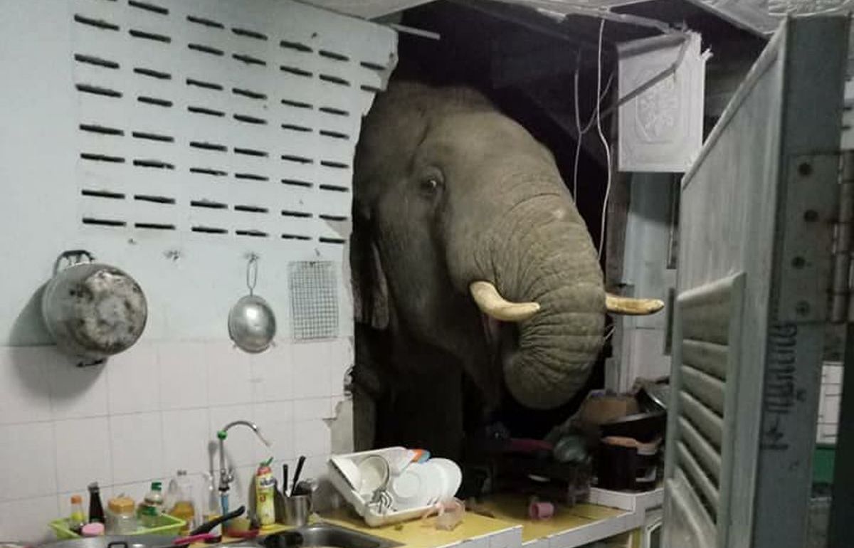 صدای عجیب از آشپزخانه، خانواده تایلندی را ترساند + عکس