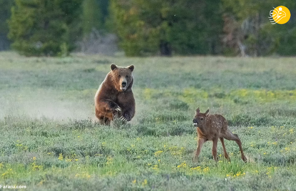 شکار بچه گوزن توسط خرس گریزلی + عکس