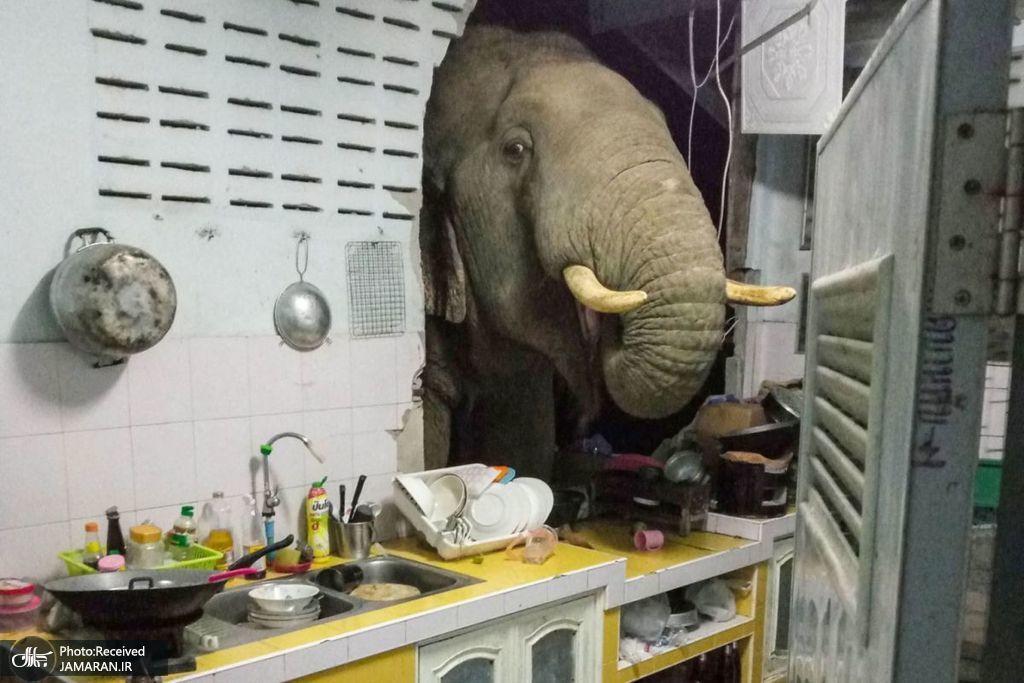 فیلی در حال غذا خوردن در آشپزخانه ای در تایلند + عکس