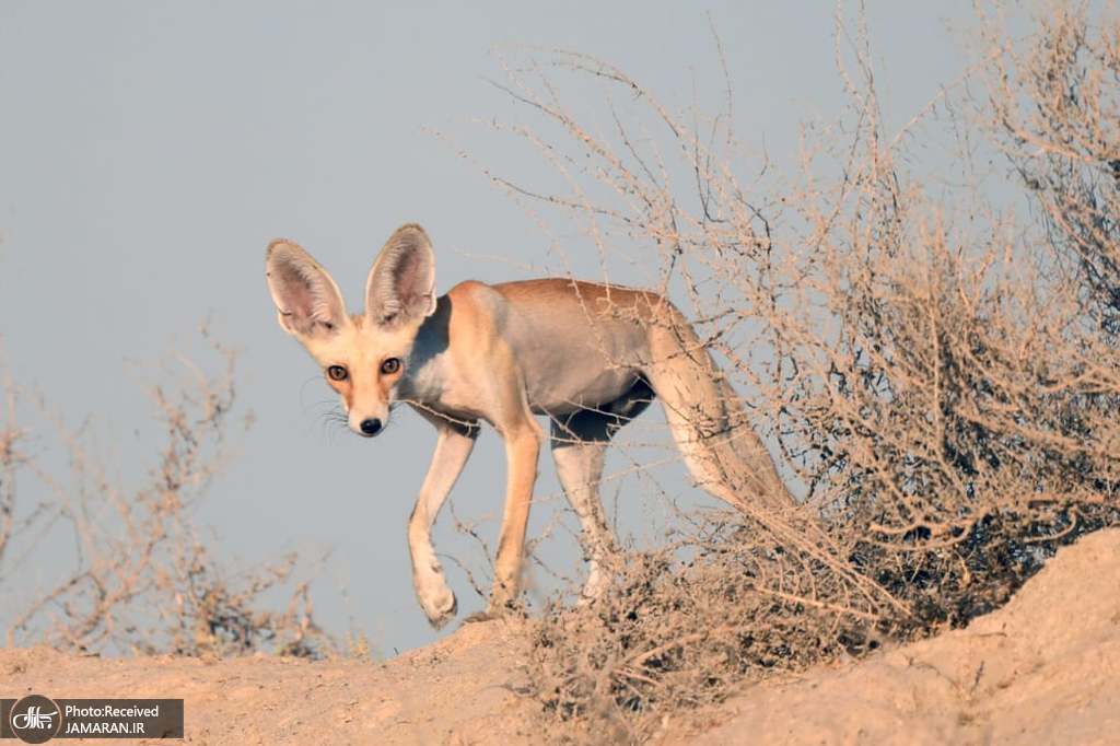 روباه سرخ عربی در استان احمدی کویت + عکس