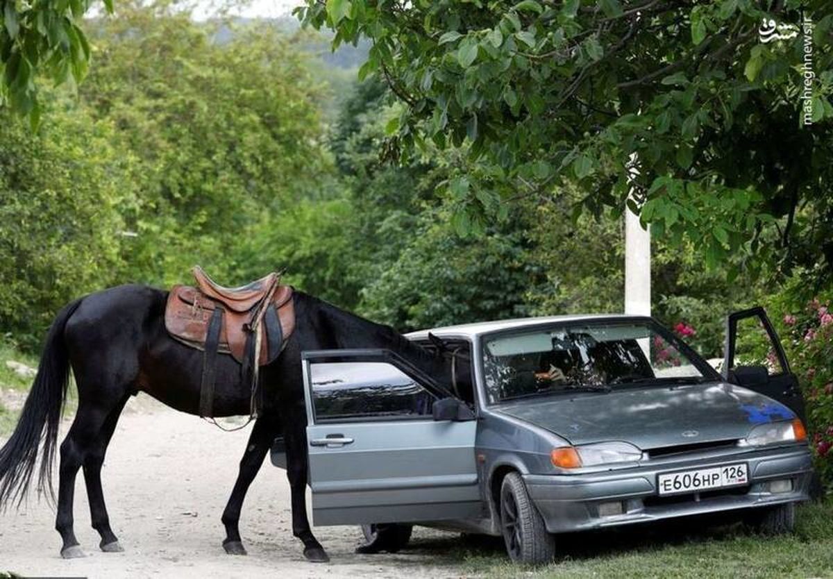اسب بازیگوش در حال خوردن هویج درون یک خودرو!+عکس