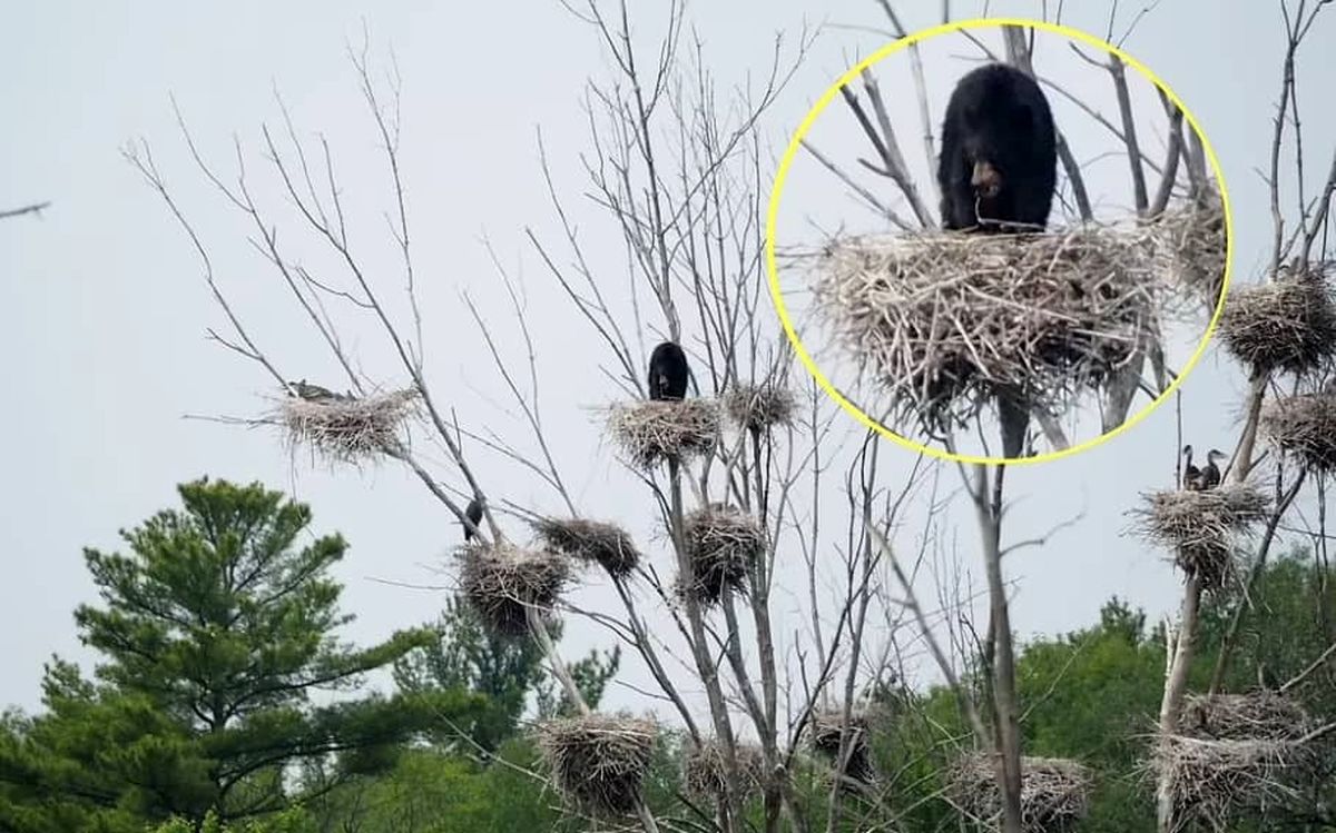تصویر عجیب خرس سیاه روی لانه پرندگان 